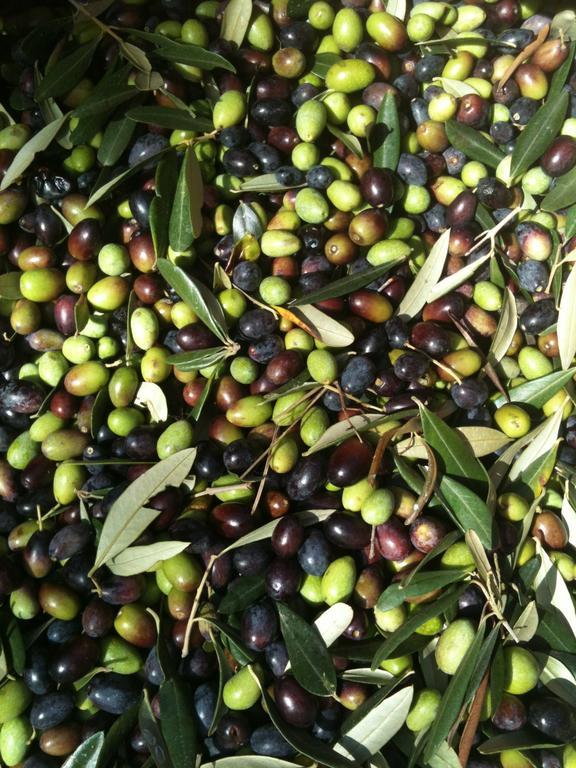פוסדינובו Agriturismo Brasino חדר תמונה
