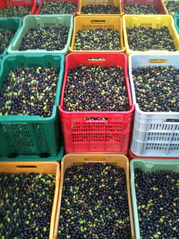 פוסדינובו Agriturismo Brasino חדר תמונה