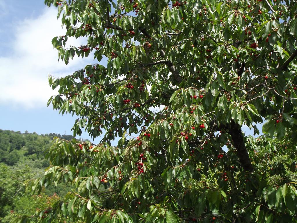פוסדינובו Agriturismo Brasino חדר תמונה